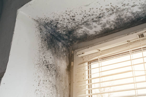Affordable Mold Cleanup solutions in Lincroft, NJ
